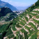 Vue du vignoble sur Sion